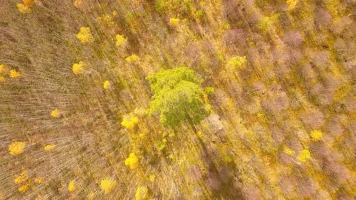 Herbstbaum, Wald, Natur