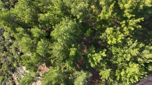 Route de montagne dans la forêt vue aérienne 4 K