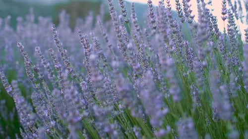 Lavender Field
