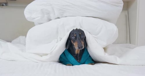 Relaxing Dachshund Dog in Bed Wearing Bathrobe