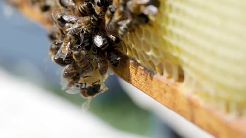Bees Close Up on Honeycomb Frame
