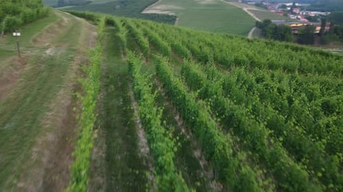 Weinberge Landwirtschaft Anbau