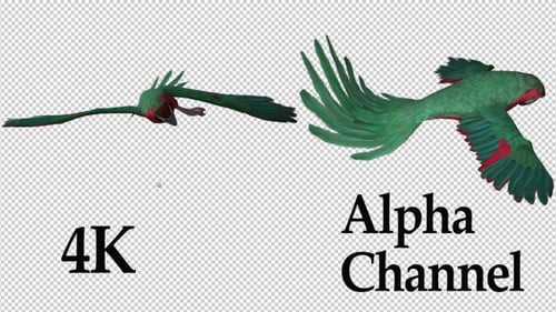 Animated Green Parrot Flying with Alpha Channel