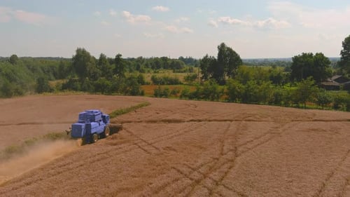 Combine Harvesting Wheat Crop in Golden Field