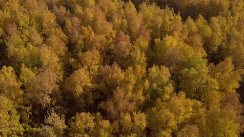 Autumn yellow forest
