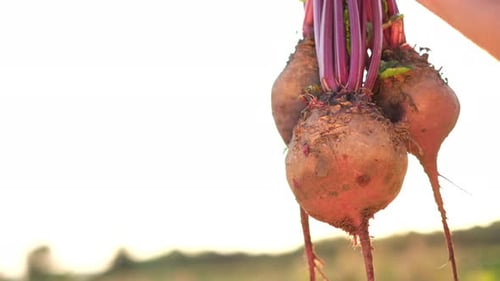 Organic Beet Harvest Harvesting Vegetables on an Agricultural Field