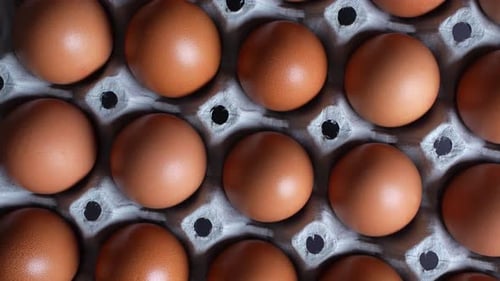 Tray of Eggs 03