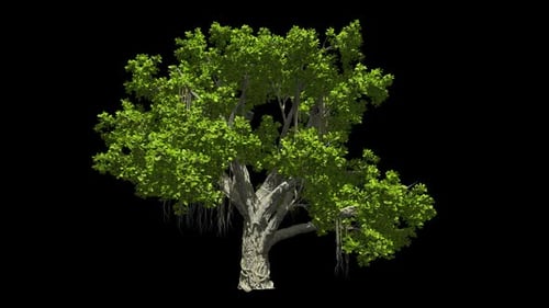 Animated Realistic Banyan Tree with Swaying Green Leaves