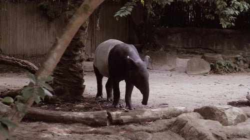 Nature Wild Life Animal Cute Malayan Tapir Walking Around