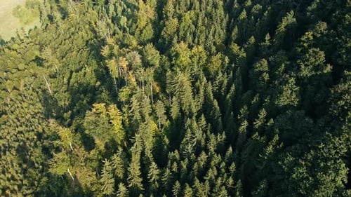 Green Pine Tree Forest Aerial View