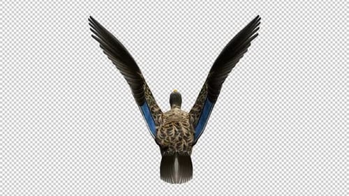 Wild Duck Waterfowl Game Bird - Mallard Female - Flying Loop - Back View CU - Alpha Channel