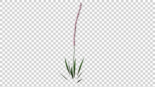 Animated Tall Grass with Delicate Pink Flowers