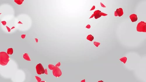 Sakura petals Falling down. Romantic Pink Red Flowers Falling Rain Green Screen.