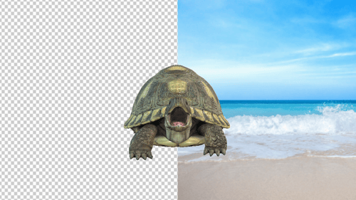 Turtle Attack Front Angle