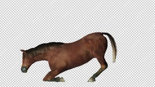 Horse Laydown Left View