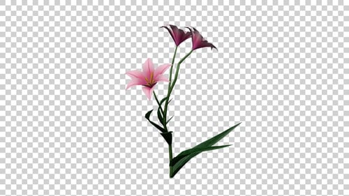 Swaying Pink and Purple Lily Flower Animation