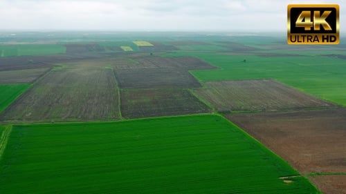 Patchwork of Green Fields from Above