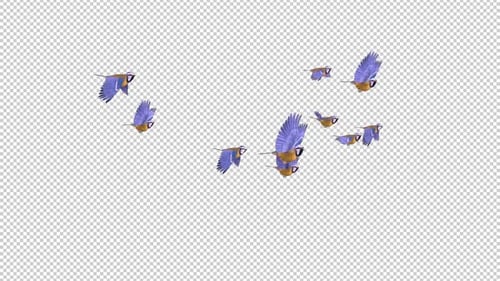 Blue Titmouse - Flying Birds - Flock of 10 - Passing Screen - Side View - Alpha Channel