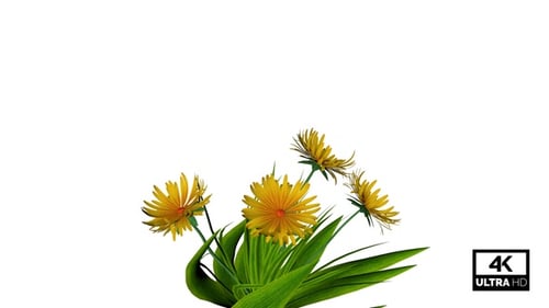 Animated Yellow Dandelion Flowers with Green Leaves Swaying Gently