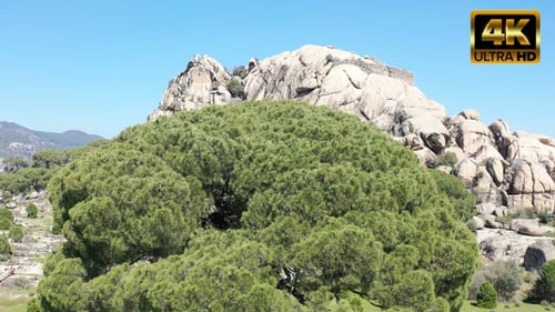 Umbrella Pine Tree