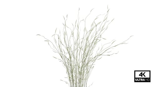 Bromus Grass Seamless Loop 4K Alpha