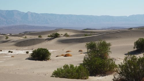 Tranquility of a midday desert, where rolling sand dunes meet sparse shrubs.
