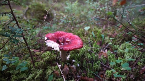 Red mushroom russula in a summer forest