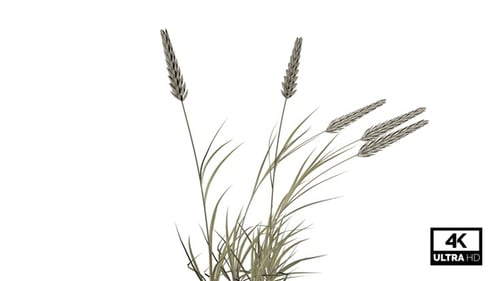 Poaceae Grass Seamlessly Loop 4K Alpha