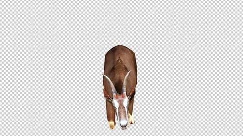 Goat Laydown Vorderansicht