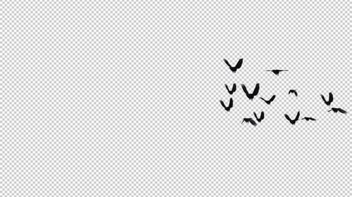 Flock of 13 Black Birds - American Crows - Flying Transition - Side Angle - Alpha Channel