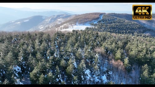 Snowy Forest Drone Video