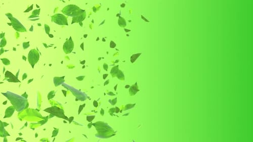 Sunny Nature with Natural Green leaves sunlights. motion graphic .
