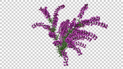 Gently Swaying Transparent Purple Heather Flowers Animation