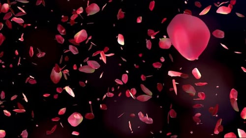 Rote Rosenblätter fliegen auf wunderschönem schwarzen Hintergrund. Valentinstag, Muttertag, Frühling, Sommer,