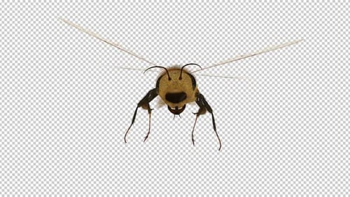 Common Bee - Flying Loop - Front Close Up View - Alpha Channel