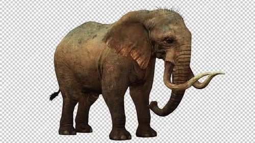 Elephant Idle 1 Right View Loop
