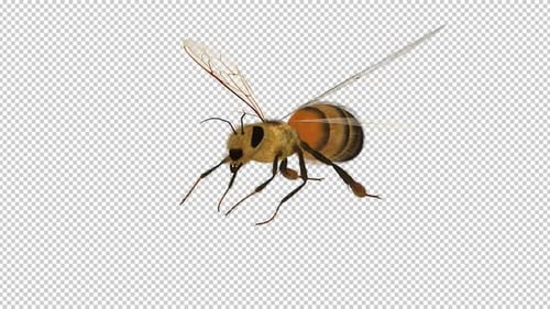 Common Bee - Flying Loop - Front Side ANgle Close Up View - Alpha Channel