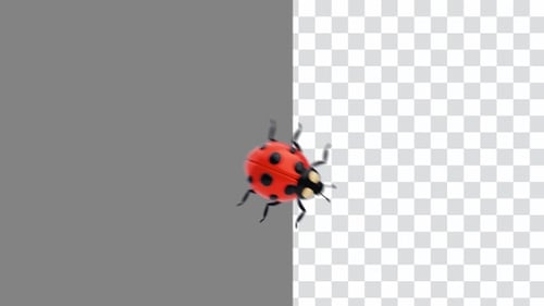 3D Animation of Lady Bug Shows the Elegance of This Red Insect | Alpha Channel