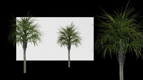 Animated Tree Sabal Palmetto A Spring Summer Alpha