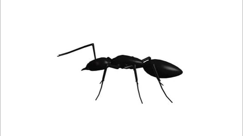 Ant v1 - 4k