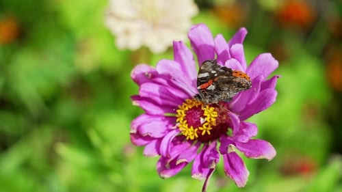 A butterfly with beautiful bright wings collects nectar from a flower