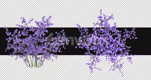 Pack Of 2 Campanula Moving In The Wind On Alpha Loop
