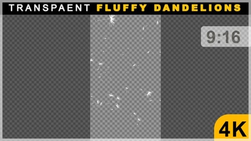 Portrait View Of Smooth Floating Fluffy Dandelions Animation On Transparent Background