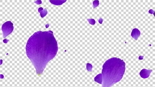 Superposition de pétales de rose Alpha V7