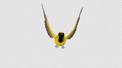 Yellow Oriole - Tropical Bird - Flying Loop - Front View CU - Apha Channel