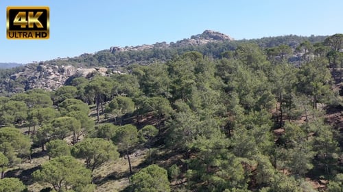 Peanut Pines Forest