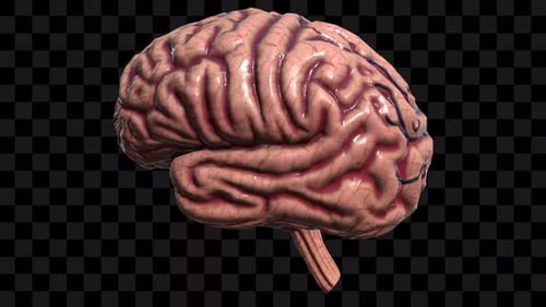 Animated 3D Human Brain Rotating with Veins Medical Loop