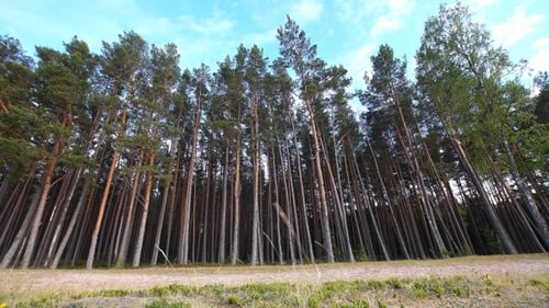 Coniferous forest trees against the sky, bottom view