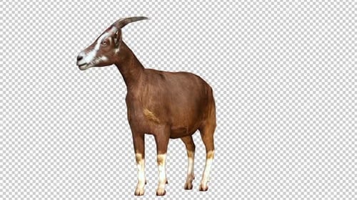 Bucle de visión izquierda Goat Idle