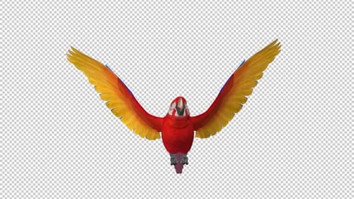 Oiseau perroquet - Ara écarlate - Boucle volante - Vue de face